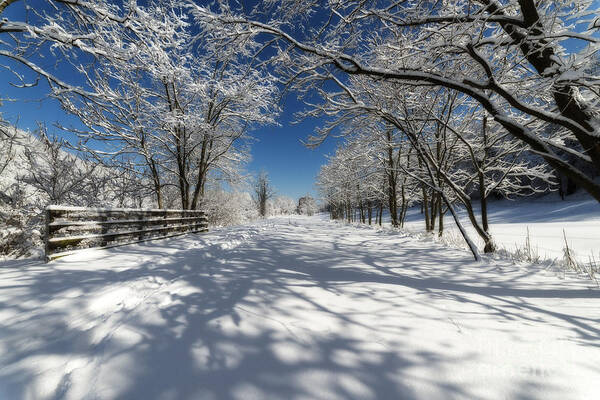Snow; Frozen; Scene; Winter; Trail; Snow Scene Poster featuring the photograph Rail trail on snowy day by Dan Friend