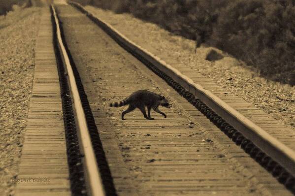 Raccoon Poster featuring the photograph Railroad Bandit by DigiArt Diaries by Vicky B Fuller