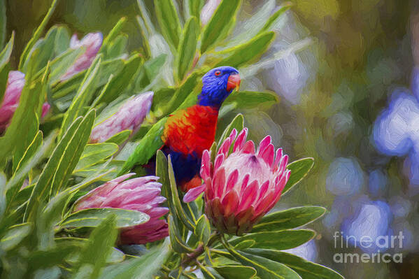 Protea Poster featuring the photograph Rainbow lorikeet in protea bush by Sheila Smart Fine Art Photography