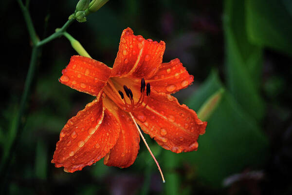 Rain Poster featuring the photograph Raindrops on a Day Lily by Cathy Harper
