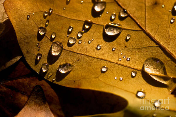 Beauty In Nature Poster featuring the photograph Raindrops on Leaf by Venetta Archer