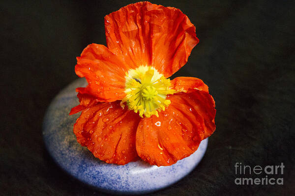 Raindrops Poster featuring the photograph Raindrops on Poppy by Jeanette French