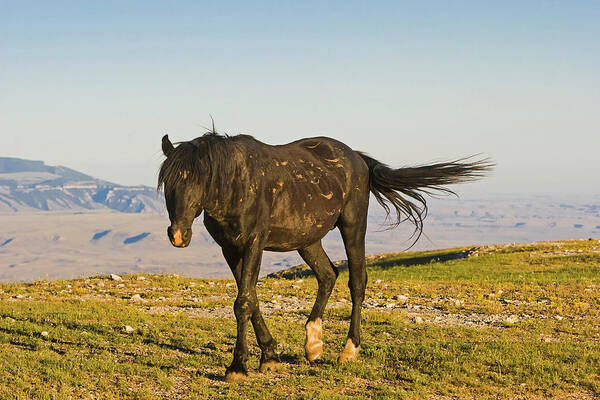 Mark Miller Photos Poster featuring the photograph Raven- a Wild Stallion by Mark Miller