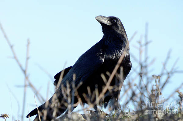 Sanbrunomountain Poster featuring the photograph Raven by Erica Freeman