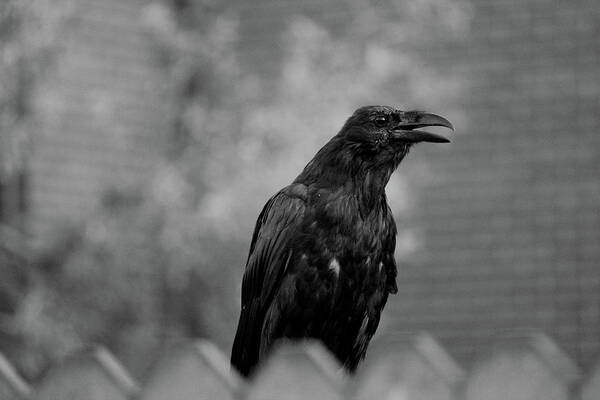 Bird Poster featuring the photograph Raven by Trent Mallett