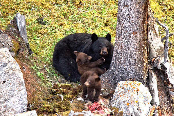 Black Bears Poster featuring the photograph Raw Meat For The Little Ones by Adam Jewell