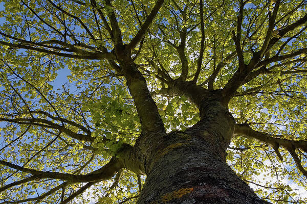 Tree Poster featuring the photograph Reach for the Sky by Kuni Photography