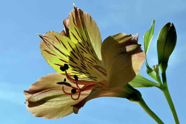 Peruvian Lily Poster featuring the photograph Reach To The Sky. by Terence Davis