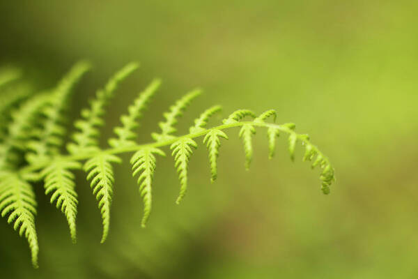 Fern Poster featuring the photograph Reaching by Carol Senske