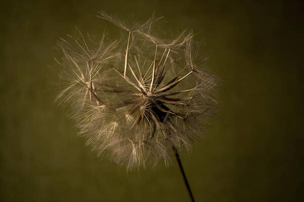 Goatsbeard Poster featuring the photograph Ready to Fly by Cheryl Day