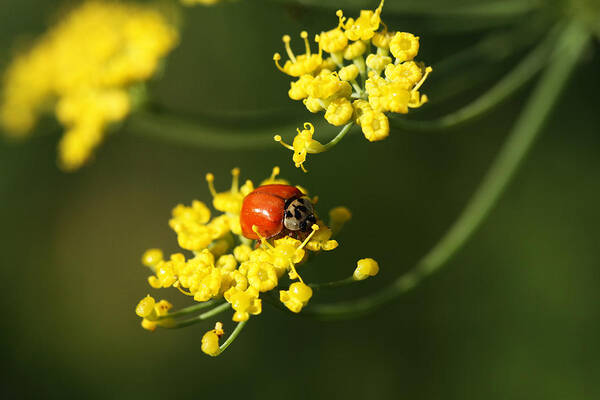 Ladybug Poster featuring the photograph Rebel On The Dill by Connie Handscomb