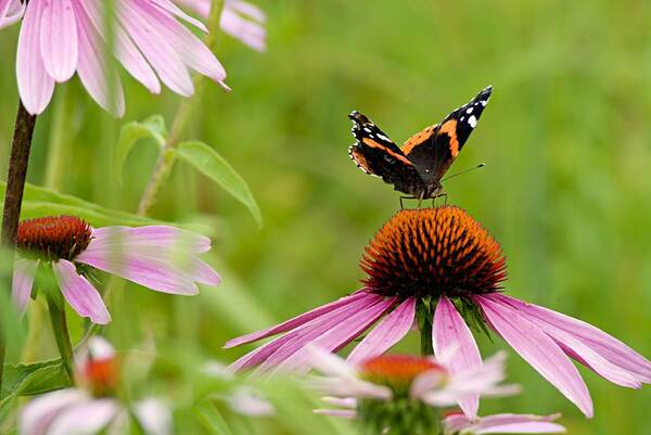 Red Admiral Poster featuring the photograph Red Admiral on Cone Flower by Larry Ricker