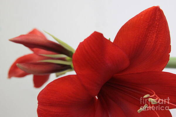 Red Lion Amaryllis Poster featuring the photograph Red Amaryllis and bud by Robin Pedrero