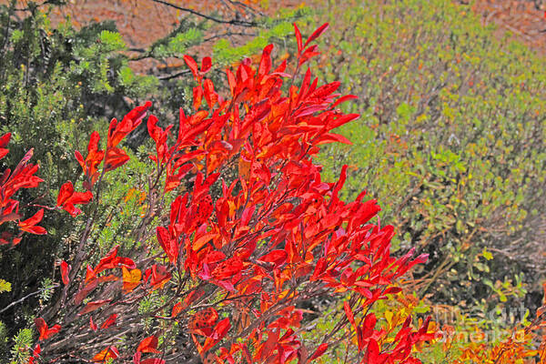 Leaves Poster featuring the photograph Red Autumn Leaves a-la Monet by David Frederick