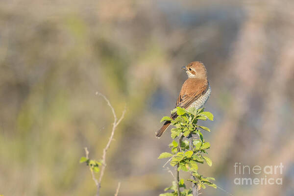 Animalia Poster featuring the photograph Red-backed shrike female Axios River Delta Greece by Jivko Nakev