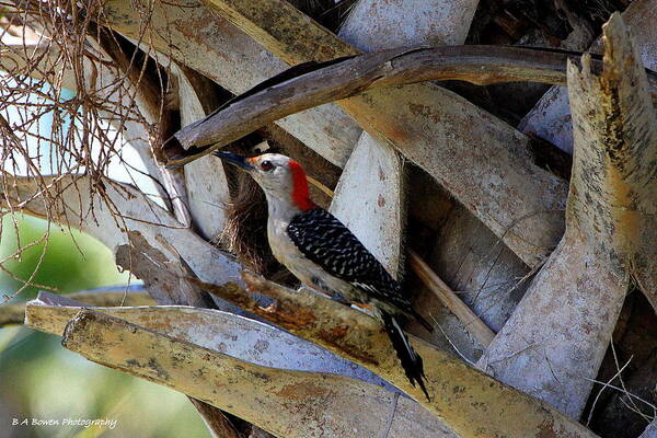 Red-bellied Woodpecker Poster featuring the photograph Red-Bellied Woodpecker hides on a Cabbage Palm by Barbara Bowen