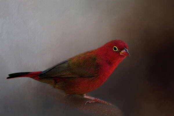 Animal Poster featuring the photograph Red-Billed Firefinch by Lana Trussell