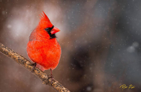 Animals Poster featuring the photograph Red Bird in the Snow by Rikk Flohr