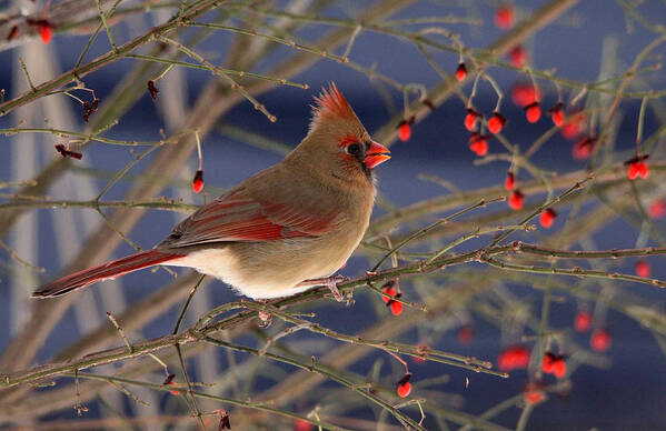 Cardinals Poster featuring the photograph Red Bird Red Fruit by Debbie Oppermann