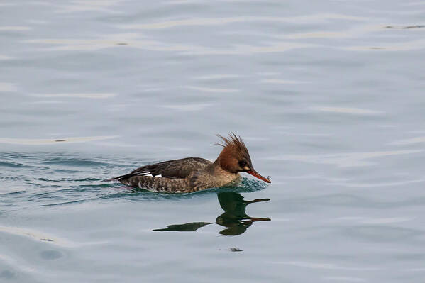 Gary Hall Poster featuring the photograph Red-breasted Merganser Female by Gary Hall