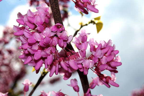 Nature Poster featuring the photograph Red Bud 2011-1 by Robert Morin