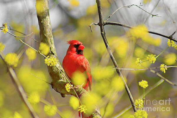 Red Cardinal Poster featuring the photograph Red Cardinal Among Spring Flowers by Charline Xia