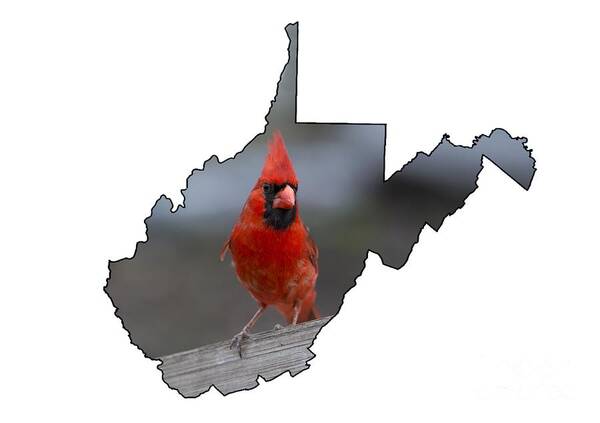 Cardinal; Bird; Red; Outdoors; Nature; Male Poster featuring the photograph Red cardinal looking for food by Dan Friend