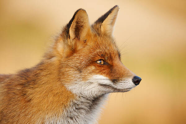 Red Fox Poster featuring the photograph Red Fox Face by Roeselien Raimond