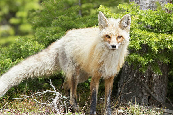 Fox Poster featuring the photograph Red Fox by Mark Harrington