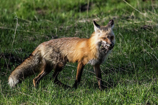 Fox Poster featuring the photograph Red Fox by Paul Freidlund