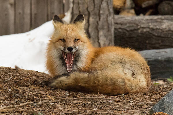 Fox Poster featuring the photograph Red Fox Showcases its Big Teeth by Tony Hake