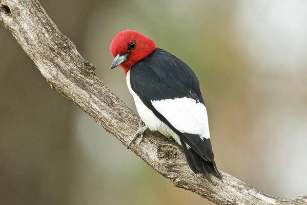Red Poster featuring the photograph Red-headed Woodpecker 4293 by Michael Peychich