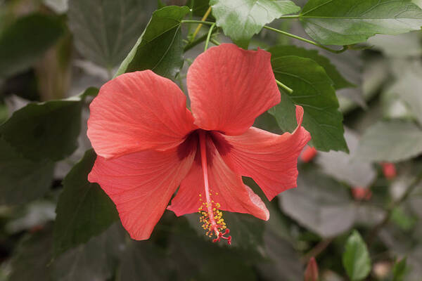 Flower Poster featuring the photograph Red Hibiscus Flower by Tim Abeln