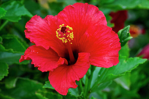 Hibiscus Poster featuring the photograph Red Hibiscus h1833 by Mark Myhaver