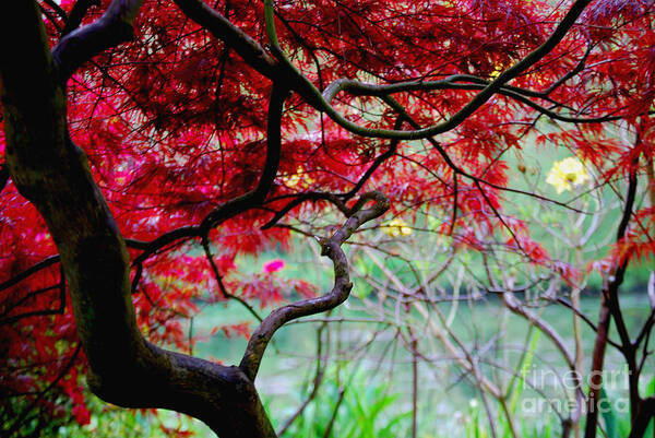  Poster featuring the photograph Red Japanese Maple by Nancy Bradley