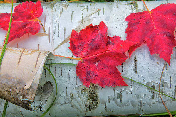 Maple Leaves Poster featuring the photograph Red Leaves by Nancy Dunivin