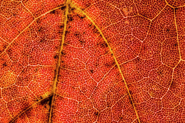 Maple Leaf Poster featuring the photograph Red Maple Leaf Close-up by Lonnie Paulson