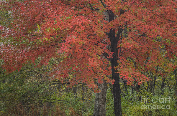 Red Maple Tree Poster featuring the photograph Red Maple Tree by Tamara Becker