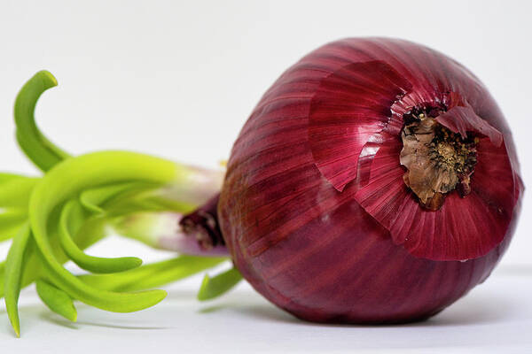 Red Onion Poster featuring the photograph Red onion by Karen Smale