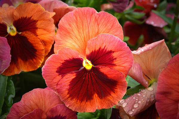 Pansy Poster featuring the photograph Red Pansy. by Terence Davis