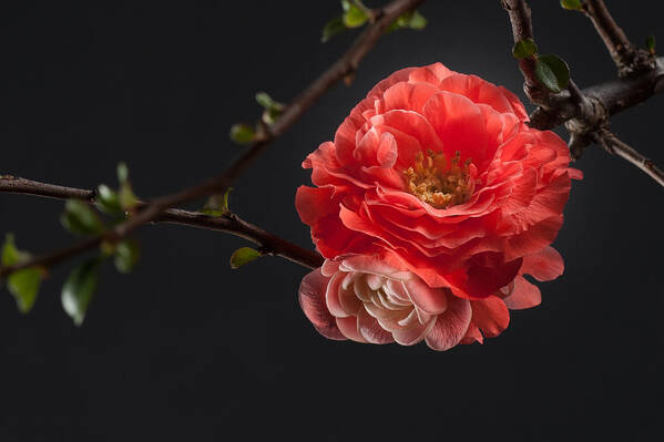 Flower Poster featuring the photograph Red Plum In Early Spring by Catherine Lau