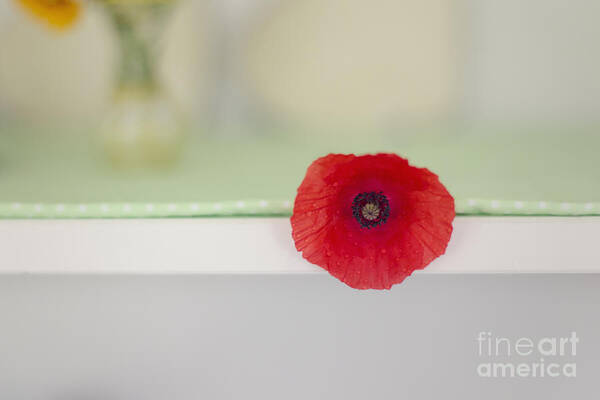 Poppy Poster featuring the photograph Red Poppy on Windowsill by Susan Gary