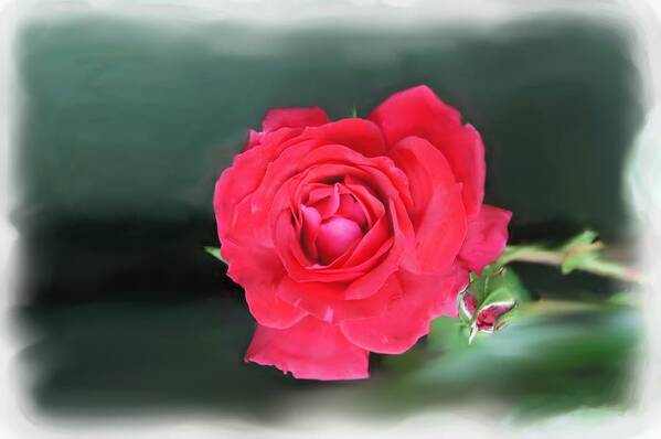 Red Rose Poster featuring the photograph Red-red rose. by Elena Perelman