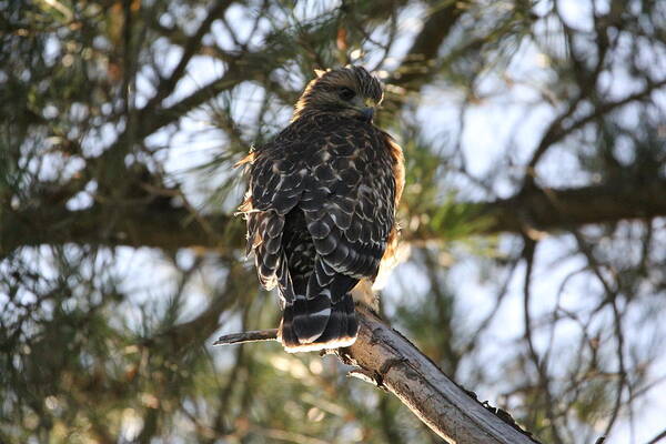 Hawk Poster featuring the photograph Red Shouldered Hawk Fledgling by Liz Vernand