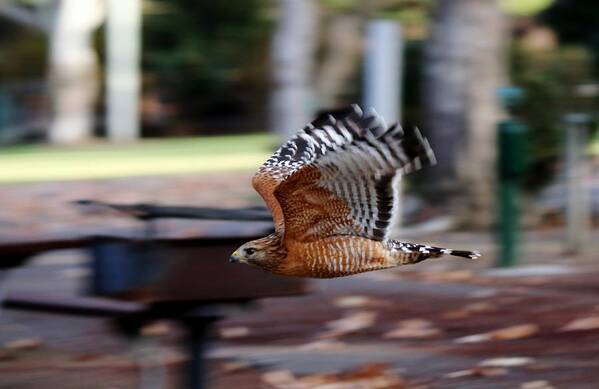 Red-shouldered Hawk Poster featuring the photograph Red-Shouldered Hawk Flying By by Christy Pooschke
