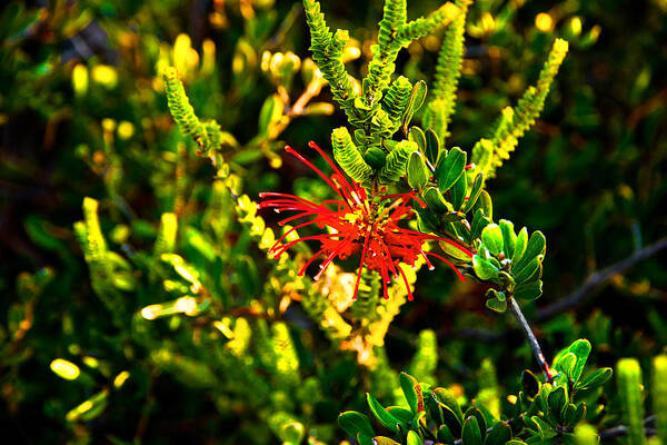 Grevillea Speciosa Ssp. Speciosa Poster featuring the photograph Red spider flower by Miroslava Jurcik