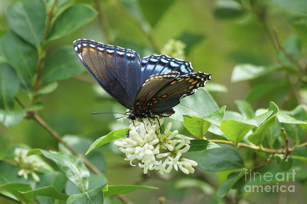 Red-spotted Purple Butterfly Poster featuring the photograph Red-spotted Purple Butterfly on Privet Flowers by Robert E Alter Reflections of Infinity