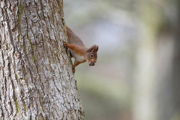 Red Poster featuring the photograph Red Squirrel Climbing Down A Tree by Pete Walkden