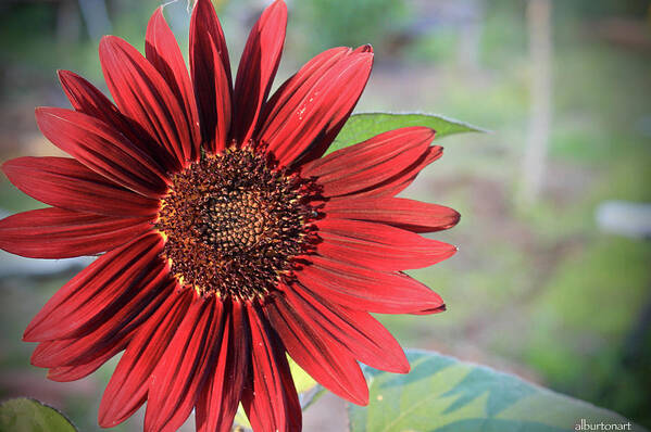 Red Poster featuring the photograph Red Sunflower by April Burton