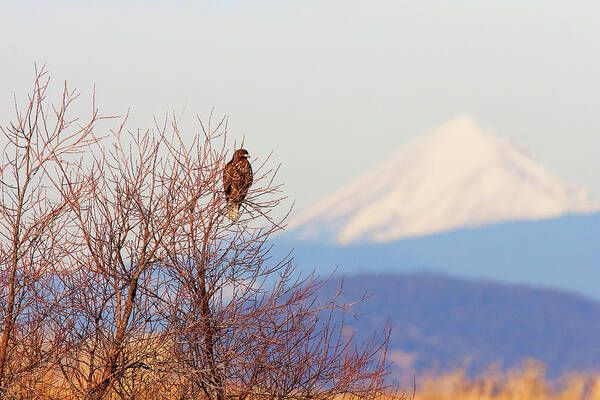 Red-tailed Hawk Poster featuring the photograph Red-tailed Hawk and Mount Shasta - Northern California by Ram Vasudev